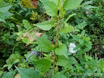 Climbing  a primrose