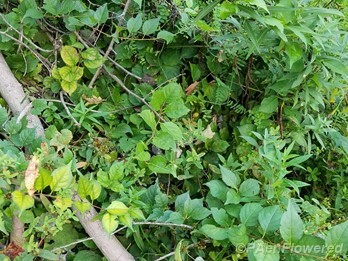 Growth habit