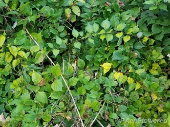Growth habit