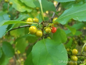 Fruits