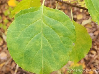 Leaf shape
