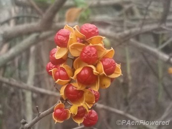 Fruits