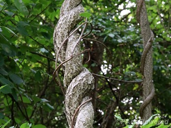 Twining Stem