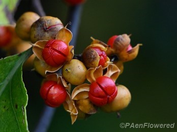 Fruits