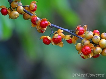 Fruits