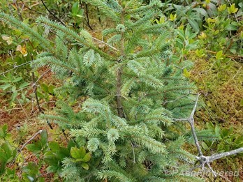 Immature spruce