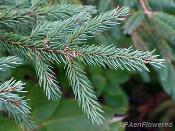 Branch with needles