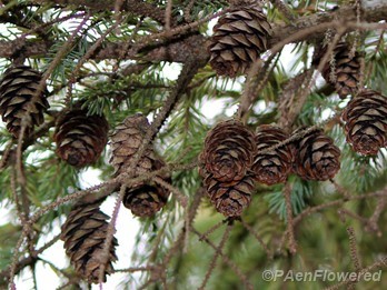 Ovulate (seed) cones