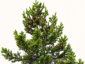 Tree with cones