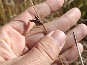 Spikelets