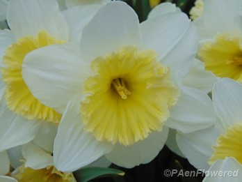 Common daffodil