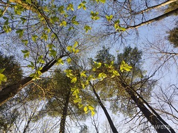 Spring leaves
