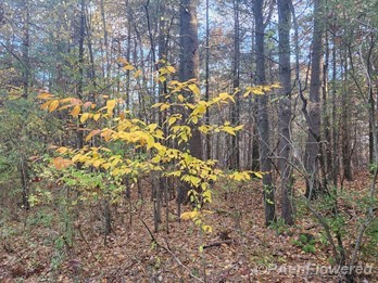 Plant form & habitat