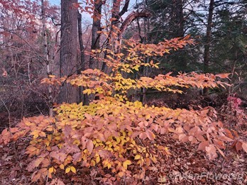 Young tree in late autumn