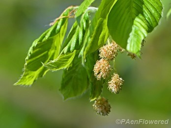 Staminate (male) flowers