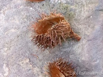 3-angled nut and 4-valved cupules