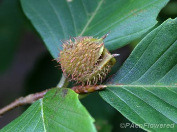 Dehiscing cupule (bur) with two nuts