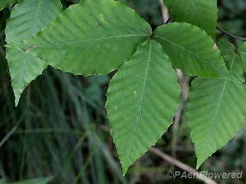 Leaves