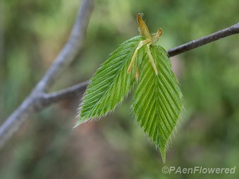 Early leaves