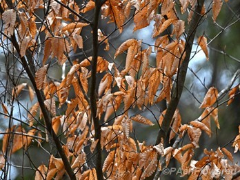 Young tree in winter