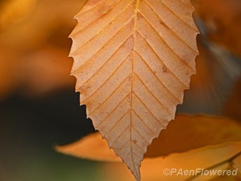 Leaf