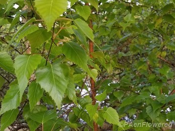 Gray birch