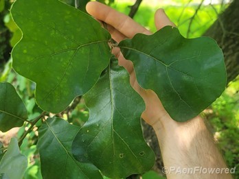Leaves