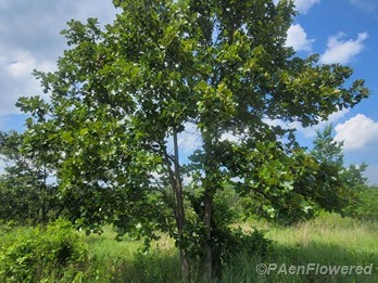 Tree in barrens 