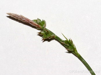 Culm with spikelets