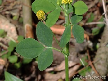 Black medick