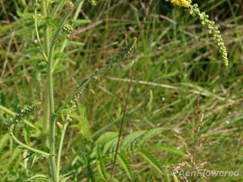 Swamp agrimony