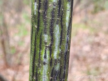 Young bark