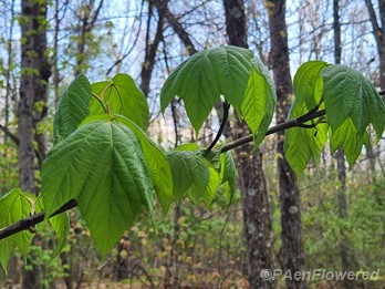 Foliage on a young tree