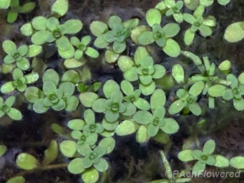 Pond water-starwort