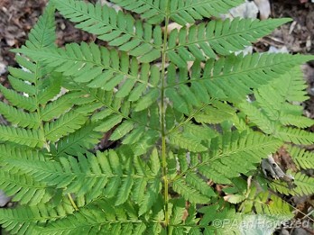 Intermediate fern