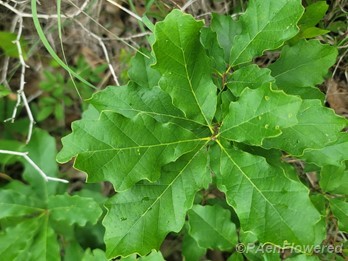 Foliage