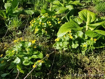 With skunk cabbage