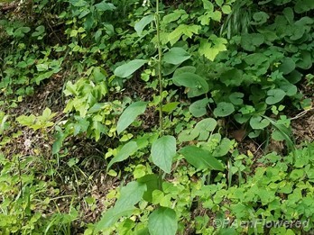 Plant form & habitat