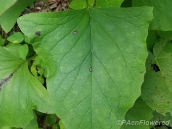 Lower leaf variation