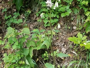 Flowers and upper leaves