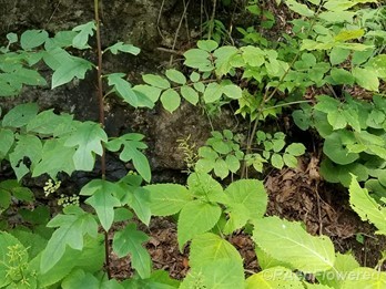 Growing with Collinsonia canadensis