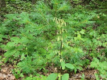 Plant in early flower