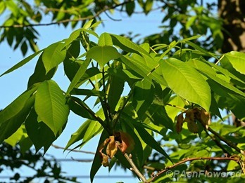 Young leaves