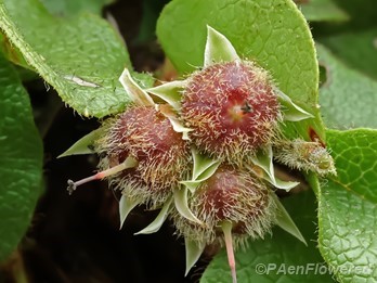 Ripening fruit (capsules)