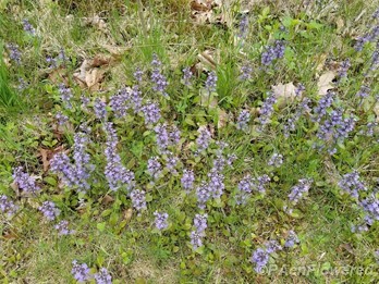 Lavender spikes