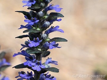 Inflorescence