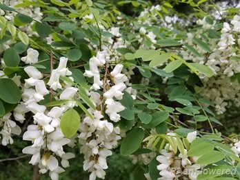 Black Locust