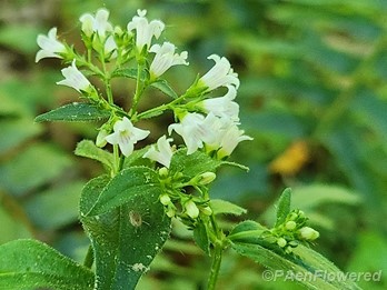 Plant in flower