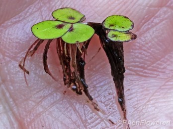Fronds, with Roots and Adherent Debris