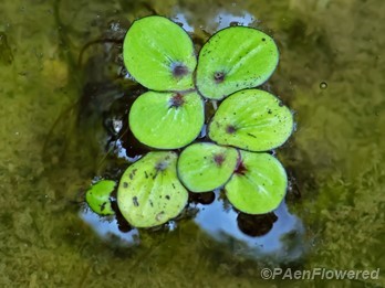 Floating Fronds